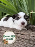 Liver Parti Male 2, a male Miniature Schnauzer for sale in Ranburne, AL – Photo 1 of 4