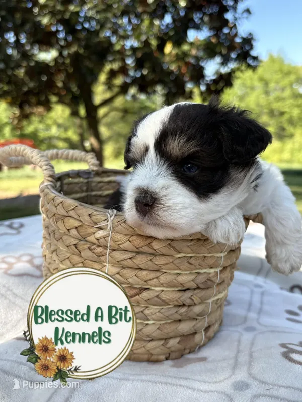 Liver Parti Male 2 – Miniature Schnauzer puppy for sale in Ranburne, AL