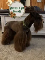 Liver Parti Male 2, a male Miniature Schnauzer for sale in Ranburne, AL – Photo 4 of 4