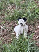 Marshall, a male Miniature Schnauzer for sale in Ranburne, AL – Photo 2 of 2