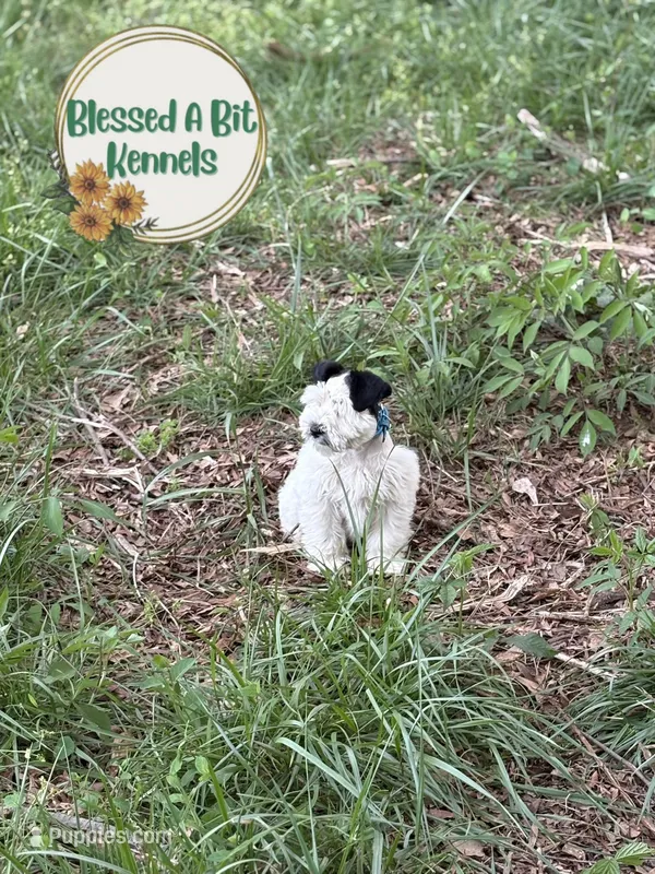 Marshall, a male Miniature Schnauzer for sale in Ranburne, AL – Photo 1 of 2