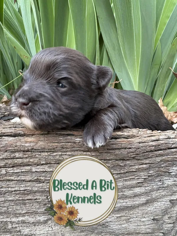 Solid Liver Male white tips  – Miniature Schnauzer puppy for sale in Ranburne, AL