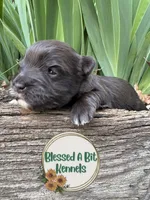 Solid Liver Male white tips , a male Miniature Schnauzer for sale in Ranburne, AL – Photo 1 of 4