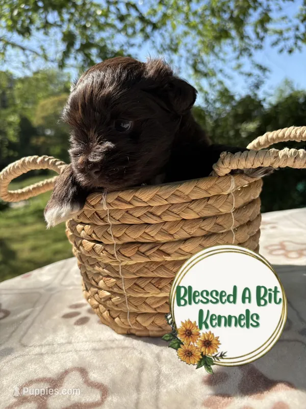 Solid Liver Male white tips  – Miniature Schnauzer puppy for sale in Ranburne, AL