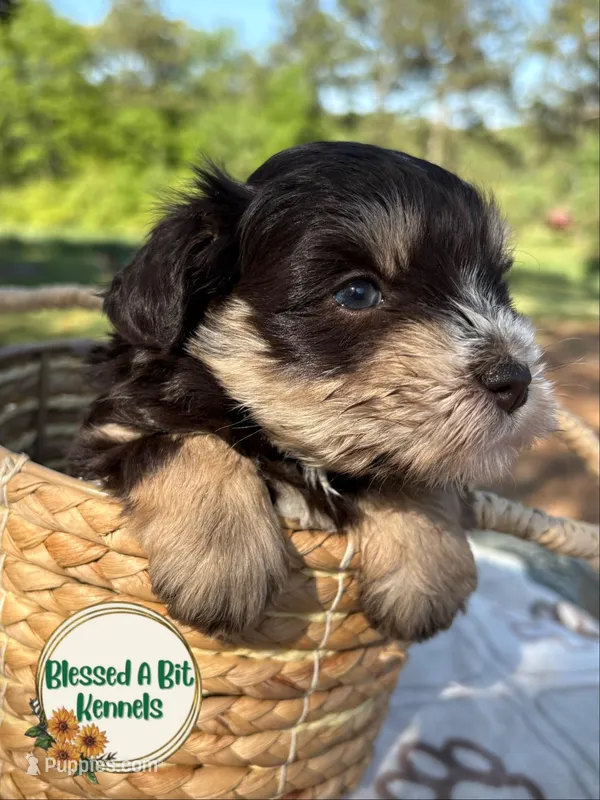 Liver and Tan female  – Miniature Schnauzer puppy for sale in Ranburne, AL