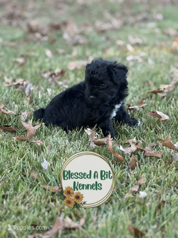 Moon – Miniature Schnauzer puppy for sale in Ranburne, AL