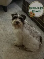 Liver parti male, a male Miniature Schnauzer for sale in Ranburne, AL – 4 of 4
