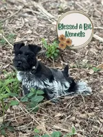 Roan female , a female Miniature Schnauzer for sale in Ranburne, AL – 3 of 4