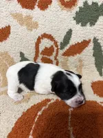 Female parti, a female Miniature Schnauzer for sale in Ranburne, AL – 4 of 4