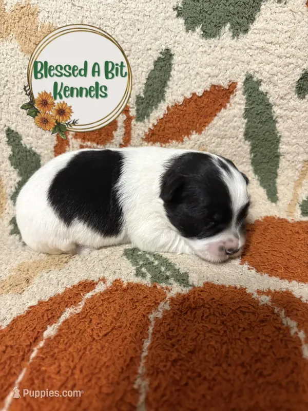 Female parti – Miniature Schnauzer puppy for sale in Ranburne, AL