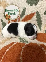 Female parti, a female Miniature Schnauzer for sale in Ranburne, AL – 1 of 4