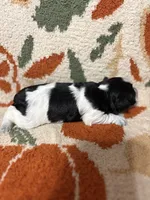 Roan female 1, a female Miniature Schnauzer for sale in Ranburne, AL – 4 of 4