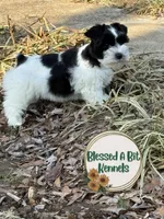 Penny, a female Miniature Schnauzer for sale in Ranburne, AL – Photo 1 of 2