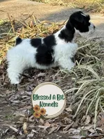 Penny, a female Miniature Schnauzer for sale in Ranburne, AL – Photo 2 of 2