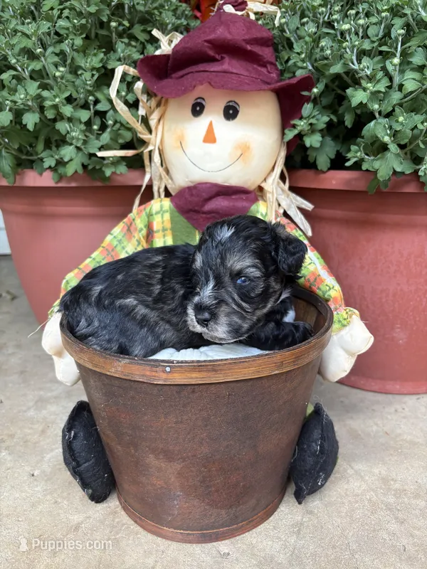 Jacko – Miniature Schnauzer puppy for sale in Ranburne, AL