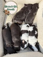 Solid Liver Male white socks, a male Miniature Schnauzer for sale in Ranburne, AL – Photo 2 of 4