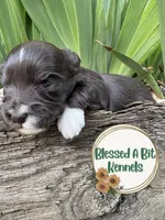 Solid Liver Male white socks, a male Miniature Schnauzer for sale in Ranburne, AL – Photo 1 of 4