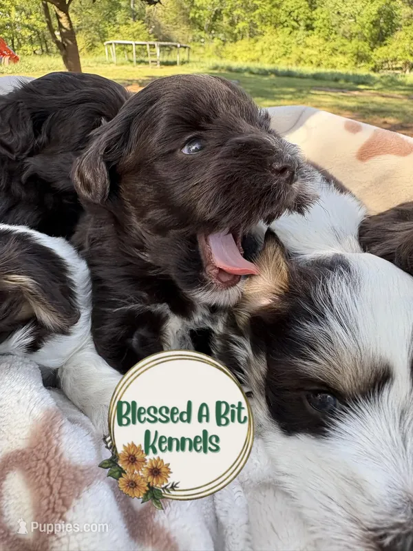 Solid Liver Male white socks – Miniature Schnauzer puppy for sale in Ranburne, AL