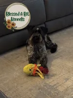 Swish, a female Miniature Schnauzer for sale in Ranburne, AL – 4 of 4