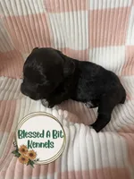 Webby, a male Miniature Schnauzer for sale in Ranburne, AL – 2 of 4