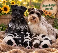 Pretzel and Decoy litter, a female Miniature Schnauzer for sale in Ranburne, AL – 1 of 1