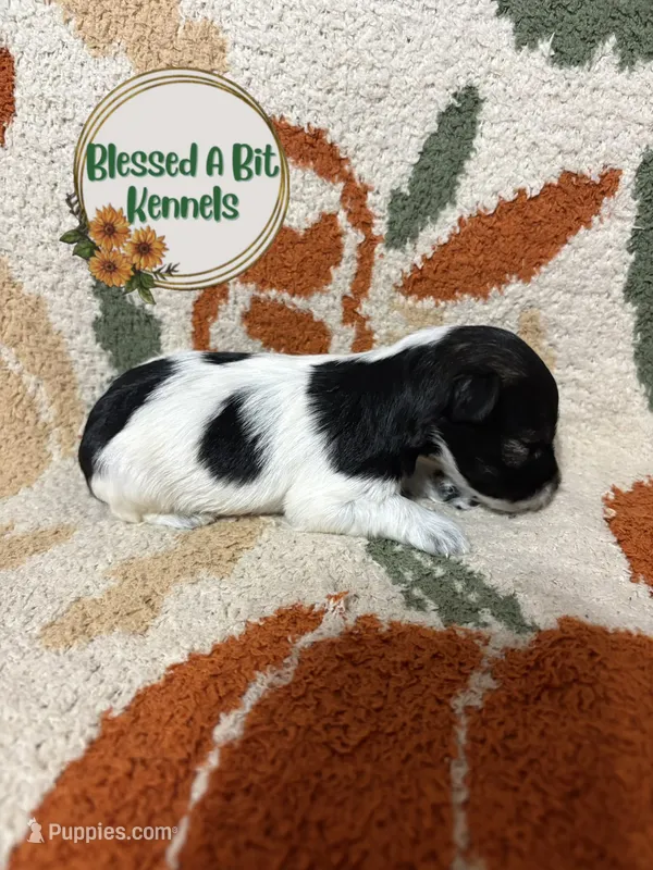 Roan female  – Miniature Schnauzer puppy for sale in Ranburne, AL