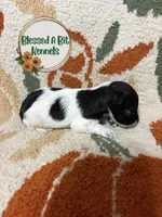 Roan female , a female Miniature Schnauzer for sale in Ranburne, AL – 1 of 4