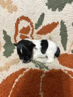 Roan female , a female Miniature Schnauzer for sale in Ranburne, AL – 4 of 4