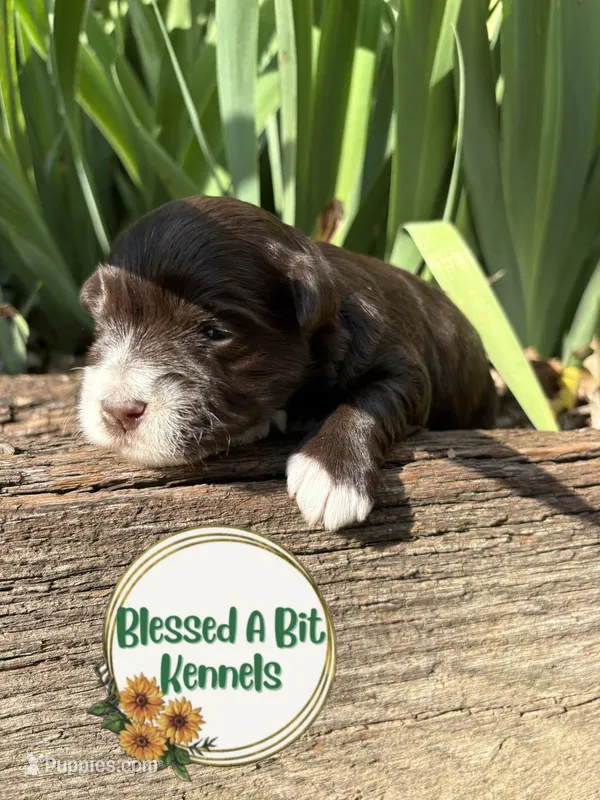 Solid Liver Female white socks – Miniature Schnauzer puppy for sale in Ranburne, AL