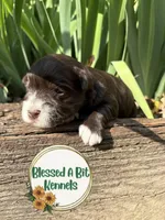 Solid Liver Female white socks, a female Miniature Schnauzer for sale in Ranburne, AL – Photo 1 of 4