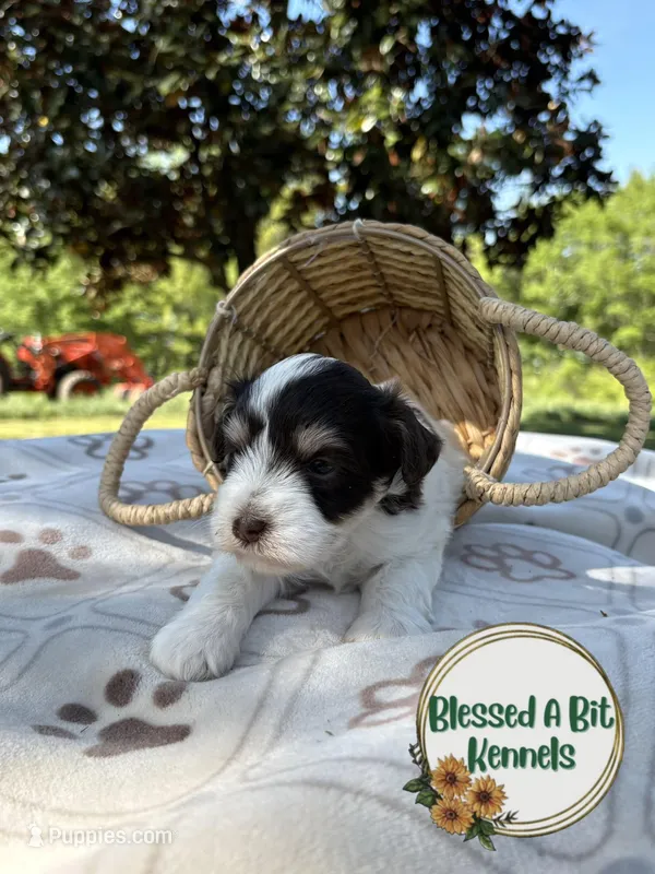 Liver Parti Male 1 – Miniature Schnauzer puppy for sale in Ranburne, AL