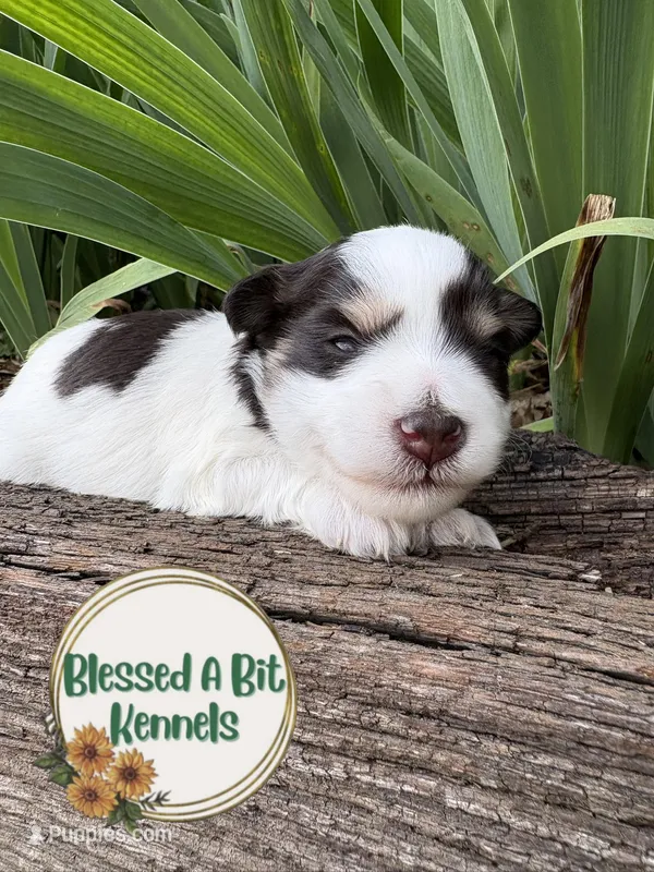 Liver Parti Male 1 – Miniature Schnauzer puppy for sale in Ranburne, AL