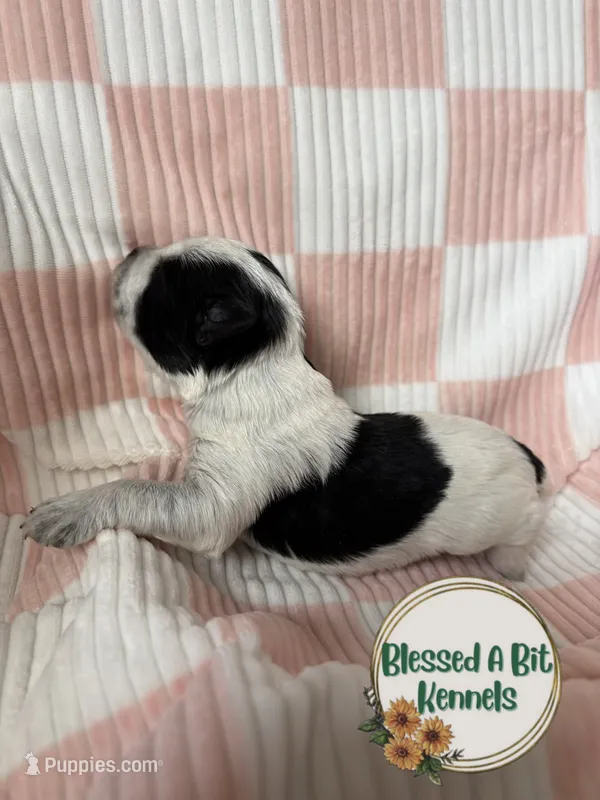 Swish – Miniature Schnauzer puppy for sale in Ranburne, AL