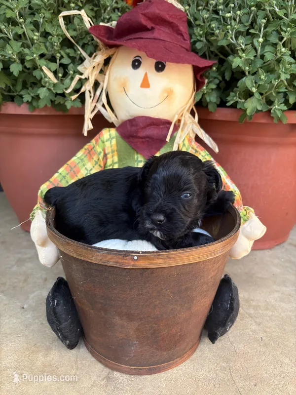 Webby – Miniature Schnauzer puppy for sale in Ranburne, AL