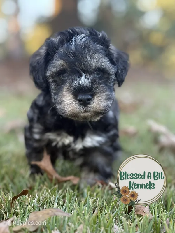 Jacko – Miniature Schnauzer puppy for sale in Ranburne, AL