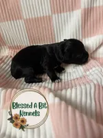 Moon, a female Miniature Schnauzer for sale in Ranburne, AL – 2 of 4