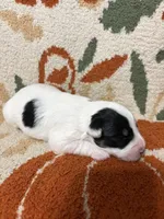 Male parti, a male Miniature Schnauzer for sale in Ranburne, AL – 4 of 4