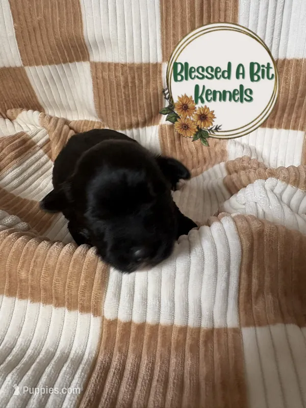 Webby – Miniature Schnauzer puppy for sale in Ranburne, AL