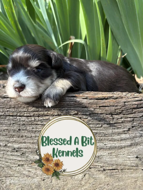 Liver and Tan female  – Miniature Schnauzer puppy for sale in Ranburne, AL