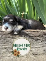 Liver and Tan female , a female Miniature Schnauzer for sale in Ranburne, AL – Photo 1 of 4