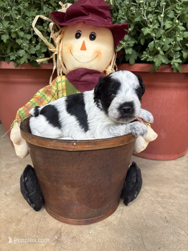 Swish – Miniature Schnauzer puppy for sale in Ranburne, AL
