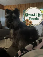 Jacko, a male Miniature Schnauzer for sale in Ranburne, AL – 3 of 4