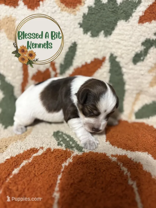 Liver parti male – Miniature Schnauzer puppy on hold in Ranburne, AL