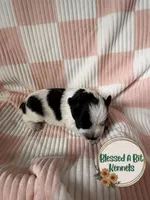 Swish, a female Miniature Schnauzer for sale in Ranburne, AL – 2 of 4