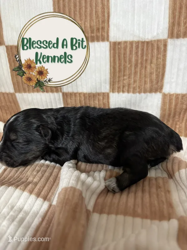 Jacko – Miniature Schnauzer puppy for sale in Ranburne, AL
