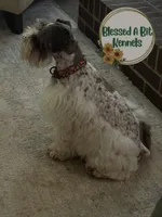 Roan female , a female Miniature Schnauzer for sale in Ranburne, AL – 2 of 4