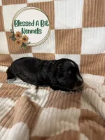 Jacko, a male Miniature Schnauzer for sale in Ranburne, AL – 2 of 4