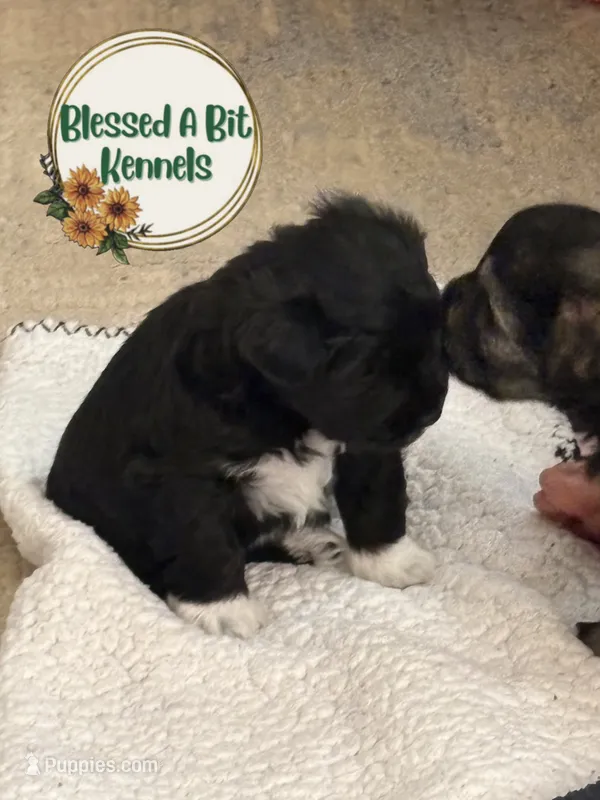 Black female white socks