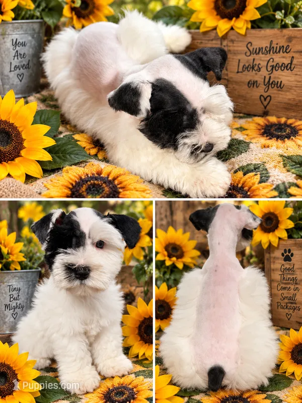 Annie – Miniature Schnauzer puppy for sale in Ranburne, AL