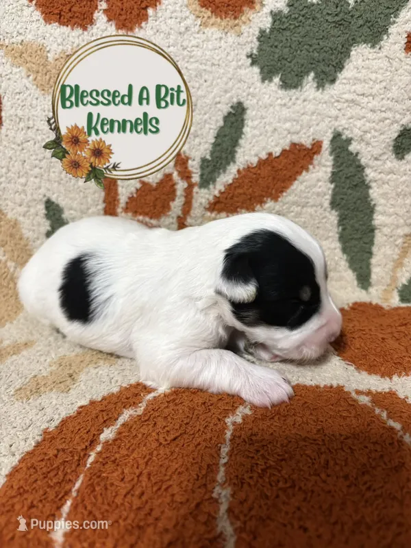 Male parti – Miniature Schnauzer puppy for sale in Ranburne, AL